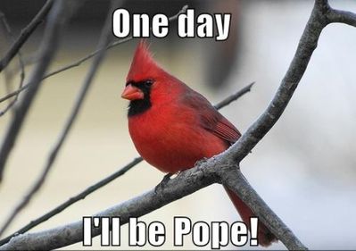 One-Day-I-Will-Be-Pope-Red-Bird-Funny-Thoughts.jpg