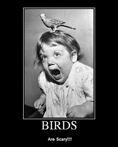 scary-birds.jpg