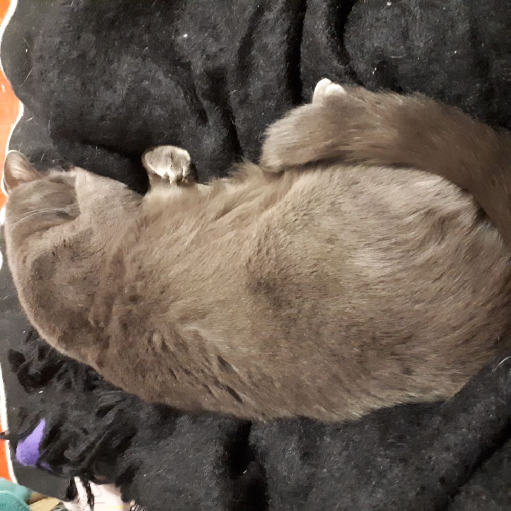 Mr A asleep on the blanket & between my legs
