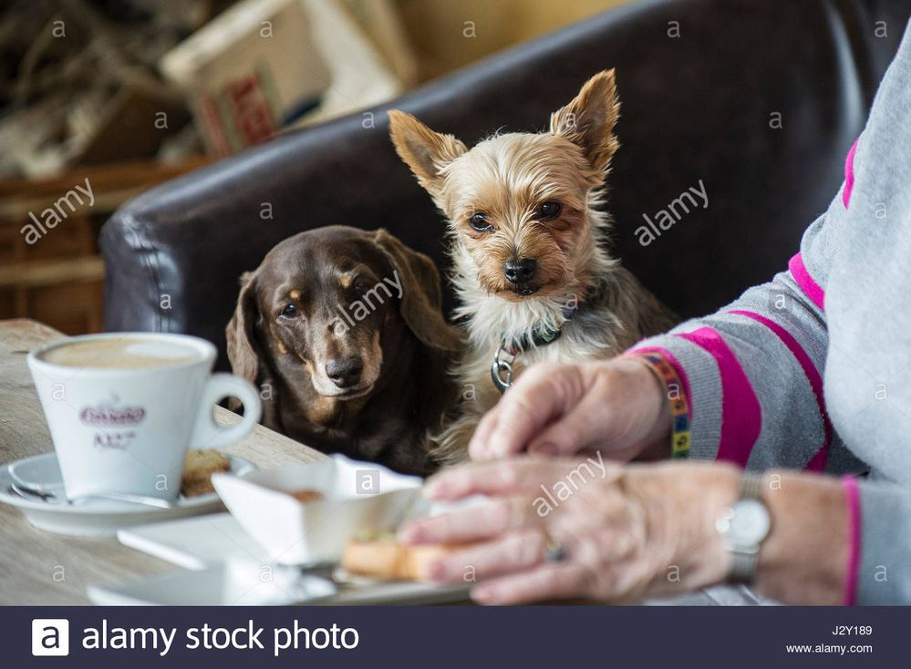 two-small-dogs-watching-their-owner-eating-intent-food-pets-watching-J2Y189.jpg